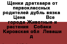 Щенки дратхаара от первоклассных  родителей(дубль вязка) › Цена ­ 22 000 - Все города Животные и растения » Собаки   . Кировская обл.,Леваши д.